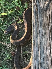 Nerodia sipedon williamengelsi