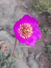 Cistanthe grandiflora