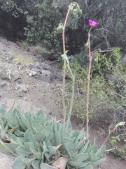 Cistanthe grandiflora