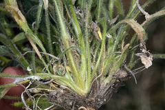 Erigeron aphanactis aphanactis