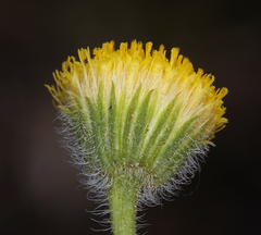 Erigeron aphanactis aphanactis