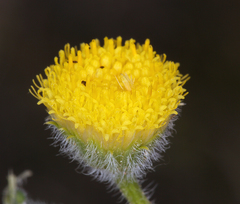 Erigeron aphanactis aphanactis
