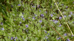 Trichostema austromontanum