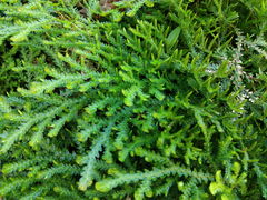 Selaginellaceae