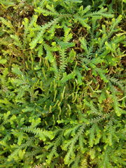 Selaginellaceae