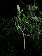 Cladomorphus phyllinus