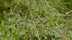 Trichostema austromontanum