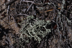 Cladonia submitis
