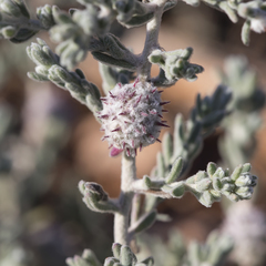 Dissocarpus paradoxus