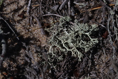 Cladonia submitis