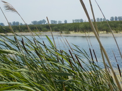 Cistothorus palustris