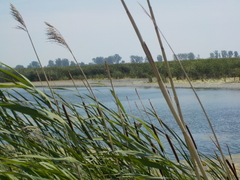 Cistothorus palustris