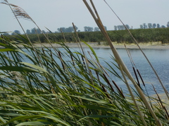 Cistothorus palustris