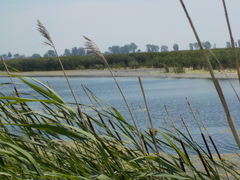 Cistothorus palustris