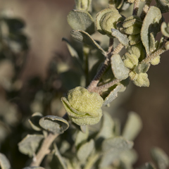Atriplex vesicaria