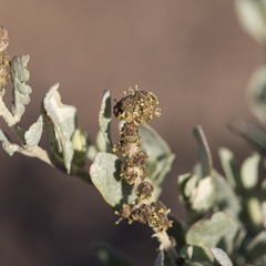 Atriplex vesicaria