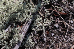 Cladonia submitis