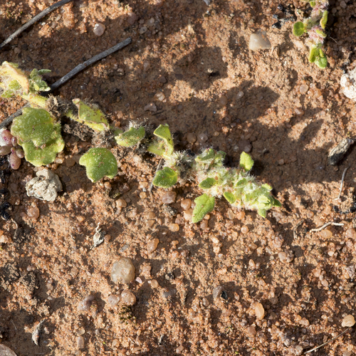 Crested goosefoot (Dysphania cristata)