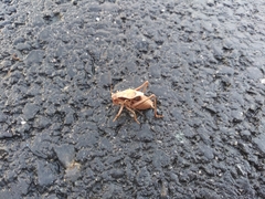 Atlanticus testaceus