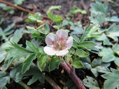 Phacelia platycarpa