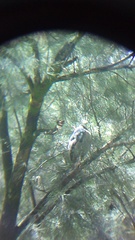 Nycticorax nycticorax