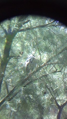Nycticorax nycticorax