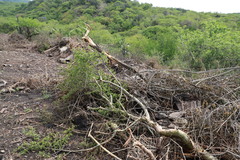 Bursera fagaroides