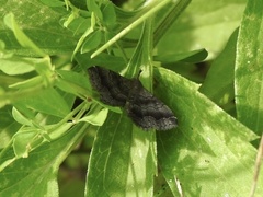 Phalaenostola larentioides