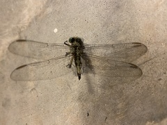 Arigomphus submedianus