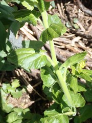 Cardamine cordifolia