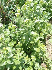 Cardamine cordifolia