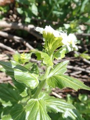 Cardamine cordifolia