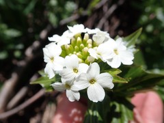 Cardamine cordifolia