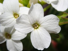 Cardamine cordifolia