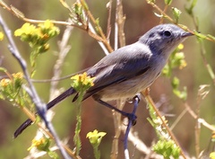 Polioptila californica