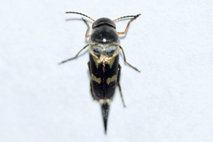 Glipa oculata