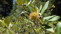Chrysolepis sempervirens