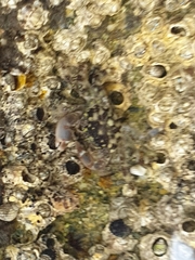 Pachygrapsus maurus