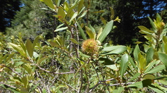 Chrysolepis sempervirens