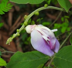 Canavalia septentrionalis