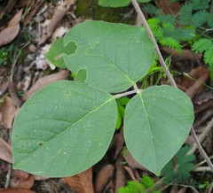 Canavalia septentrionalis