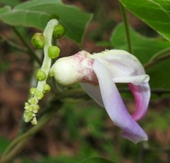 Canavalia septentrionalis