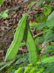 Canavalia septentrionalis