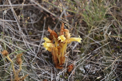 Aphyllon