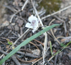 Calochortus elegans nanus