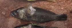 Lamprologus callipterus