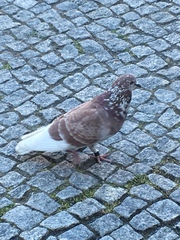 Columba livia domestica