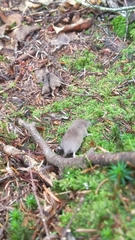 Sorex fumeus