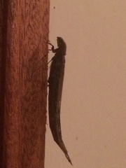 Lymexylidae