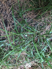 Carex pallescens